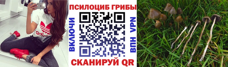 Галлюциногенные грибы GOLDEN TEACHER  Высоковск 